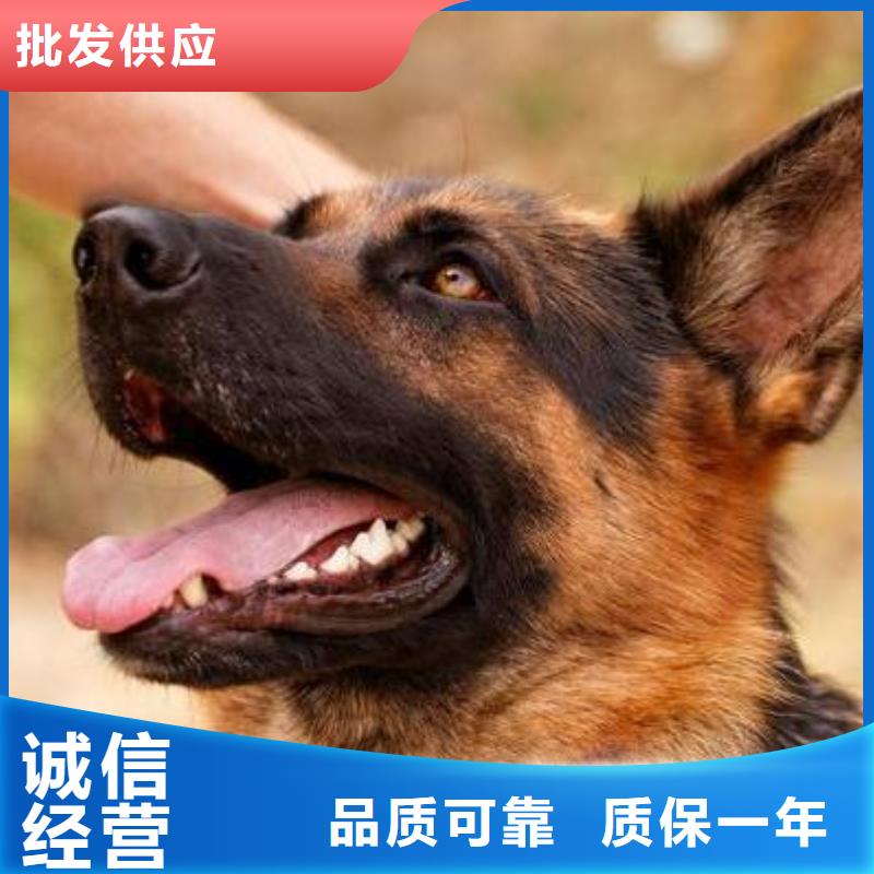 德国牧羊犬德牧犬多种规格库存充足