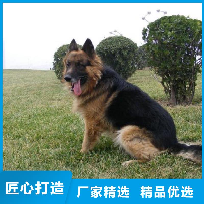 德国牧羊犬,杜宾犬一站式采购商