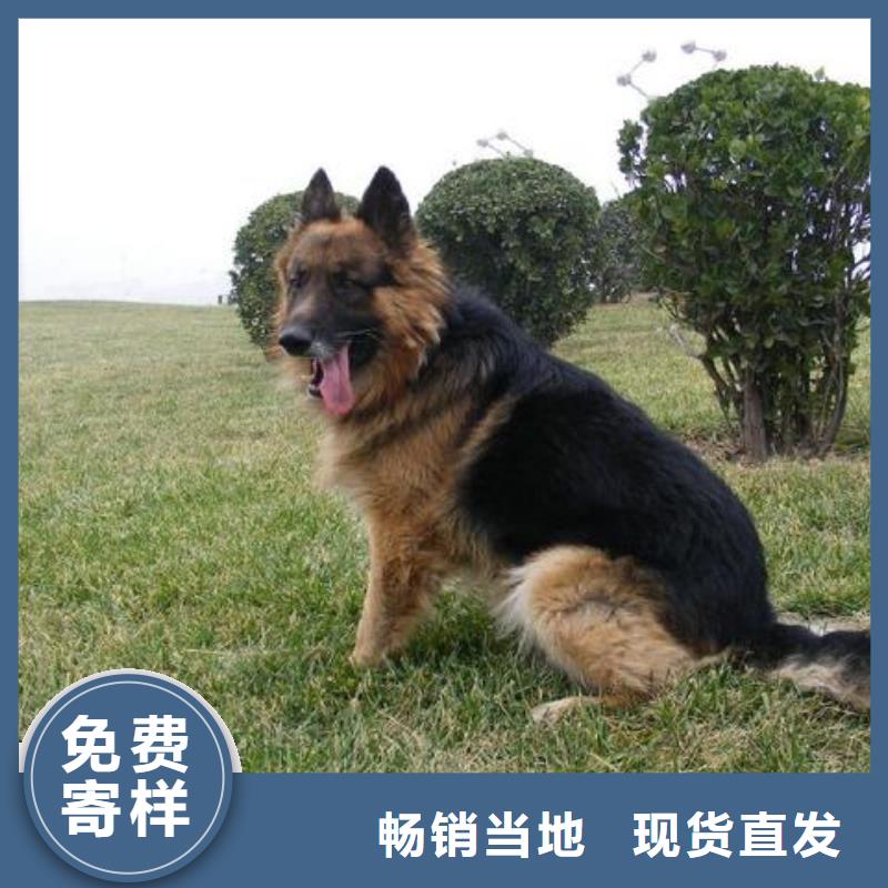 德国牧羊犬杜高犬货到付款