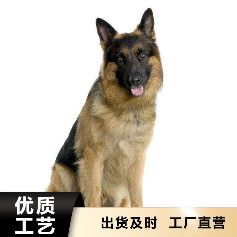 德国牧羊犬-马犬物流配送