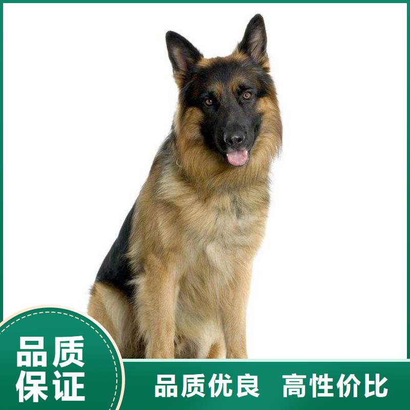 德国牧羊犬,黑狼品种全