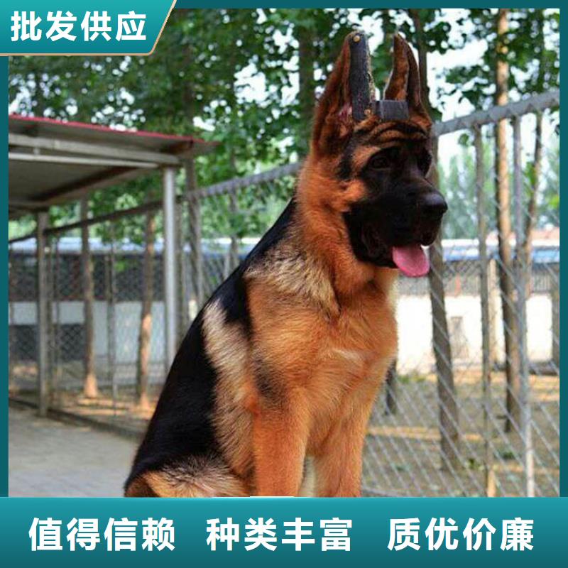 【德国牧羊犬】卡斯罗犬规格齐全