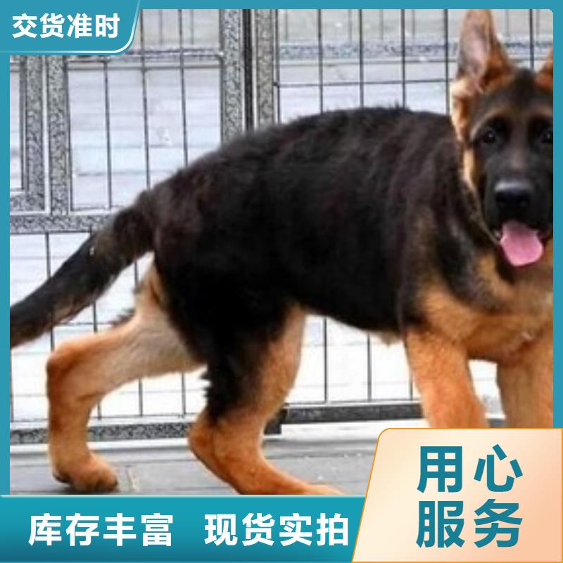 德国牧羊犬_德牧犬做工精细