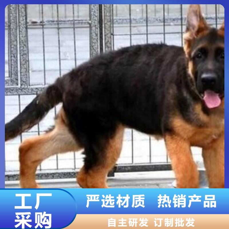 德国牧羊犬杜宾犬拥有核心技术优势