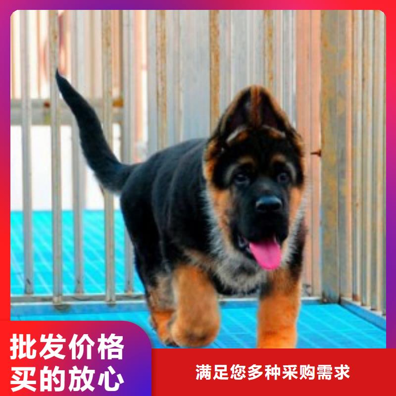 德国牧羊犬,杜宾犬一站式采购商