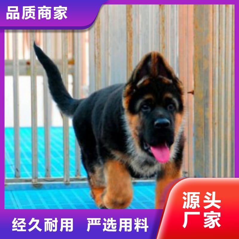 德国牧羊犬杜高犬品牌专营