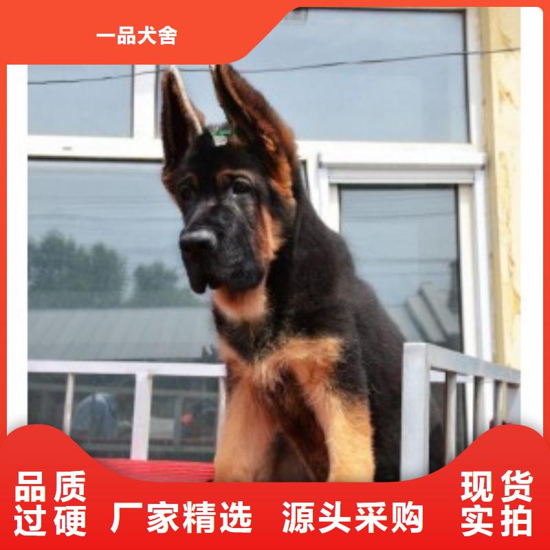 德国牧羊犬【杜高犬】品质卓越