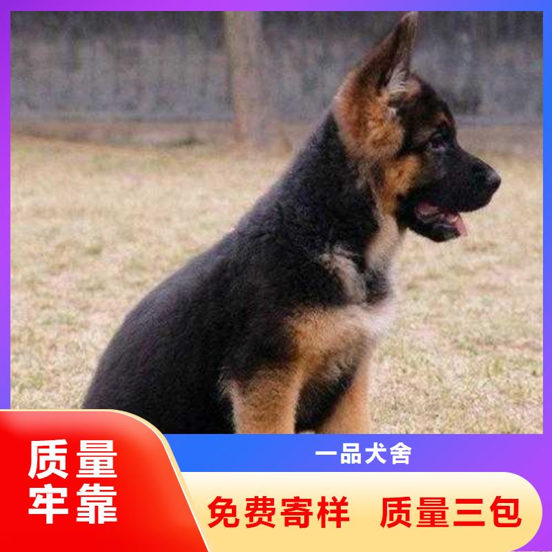 德国牧羊犬高加索犬种类丰富