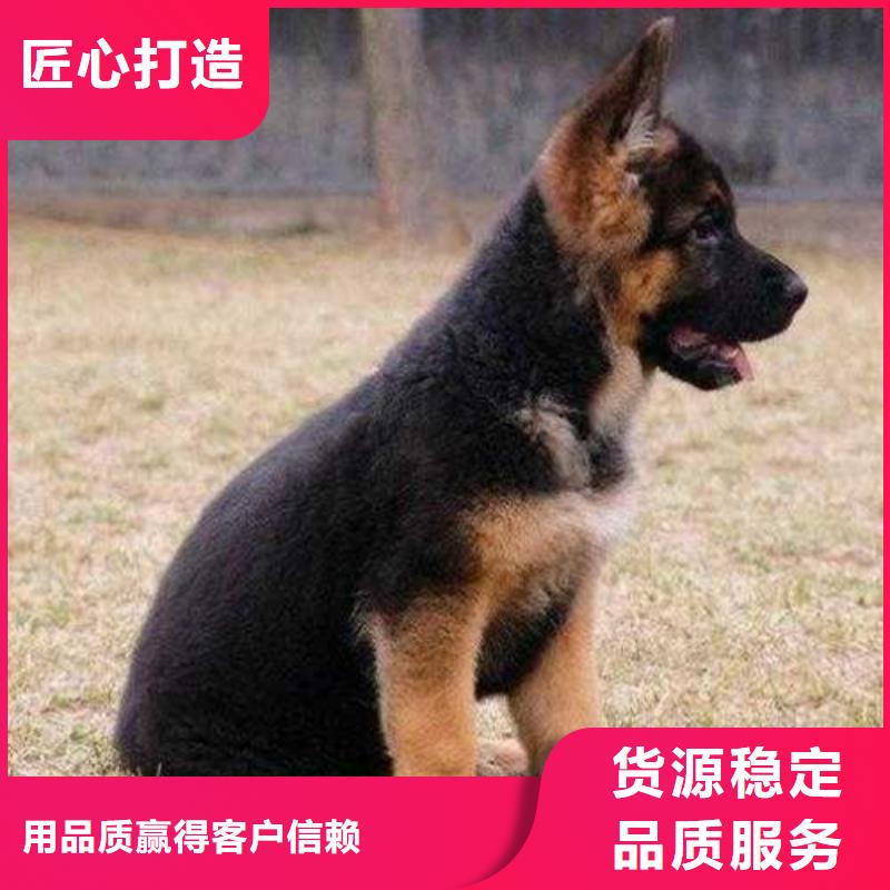 德国牧羊犬,罗威纳犬现货销售