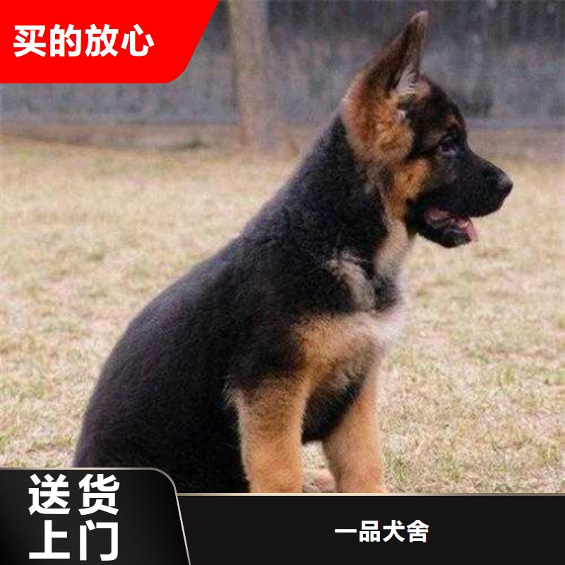 德国牧羊犬杜宾犬拥有核心技术优势