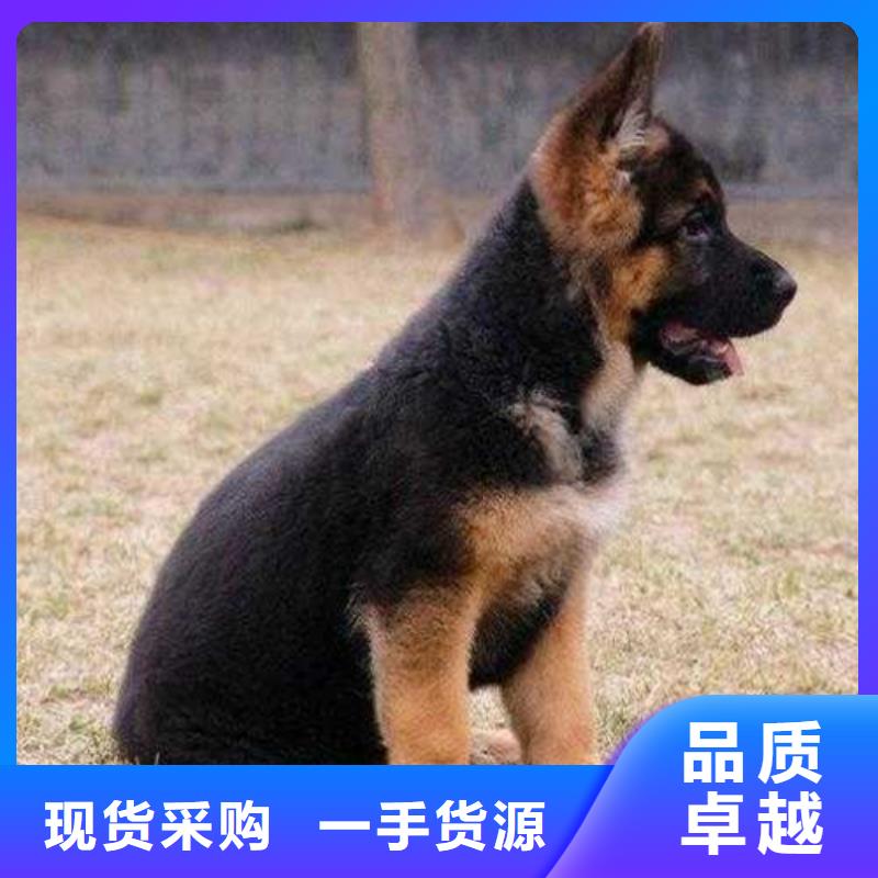 德国牧羊犬卡斯罗犬现货批发