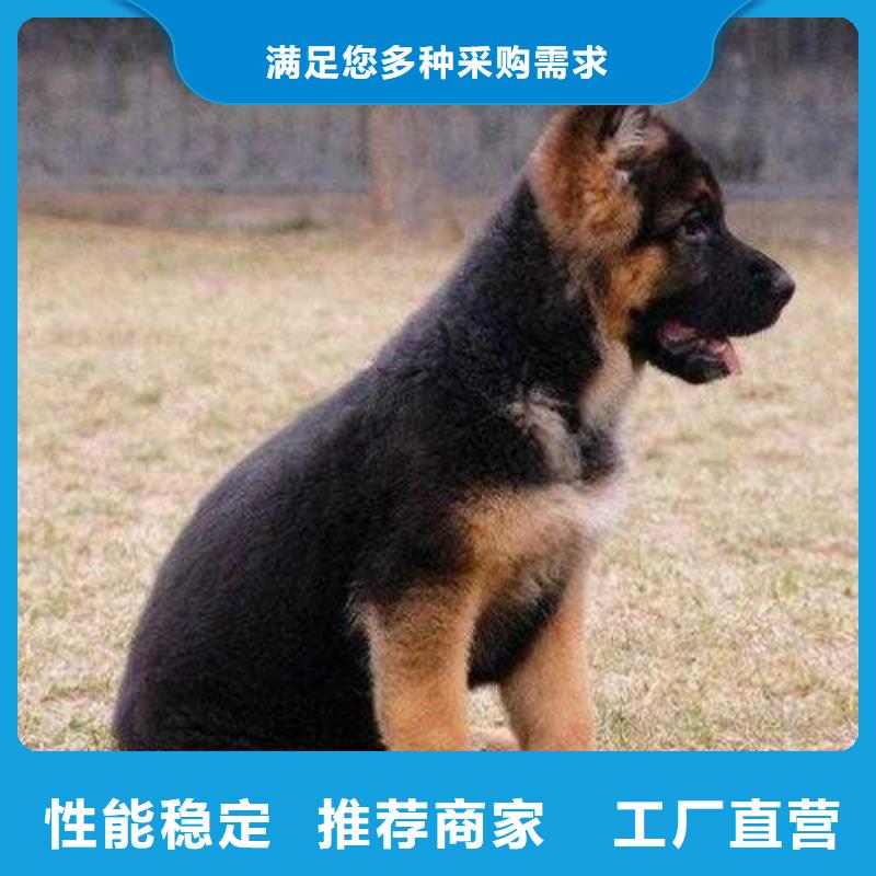 德国牧羊犬,卡斯罗犬多种规格可选