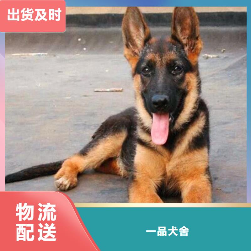 德国牧羊犬【德牧犬】产品细节