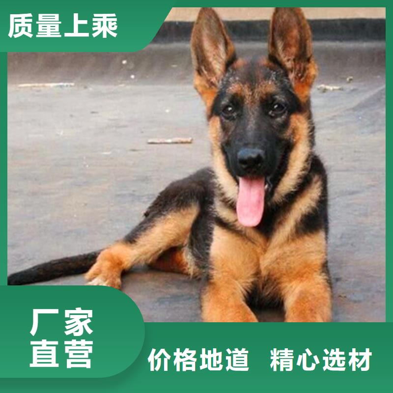 德国牧羊犬【杜高犬】品质卓越