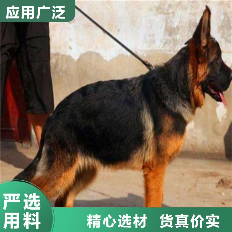 德国牧羊犬马犬超产品在细节