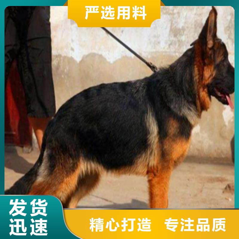 【德国牧羊犬】卡斯罗犬主推产品