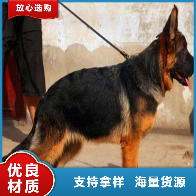 德国牧羊犬【杜宾犬】符合国家标准