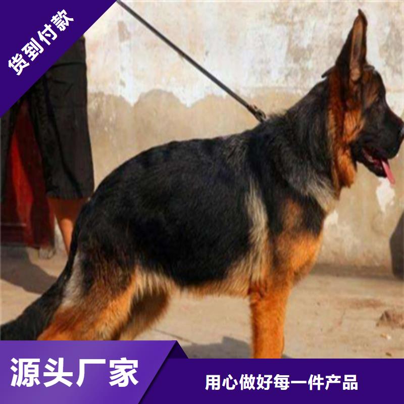 德国牧羊犬-黑狼厂家品控严格