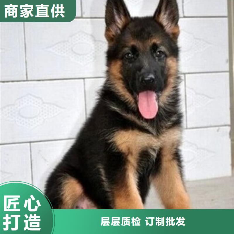 德国牧羊犬,罗威纳犬现货销售