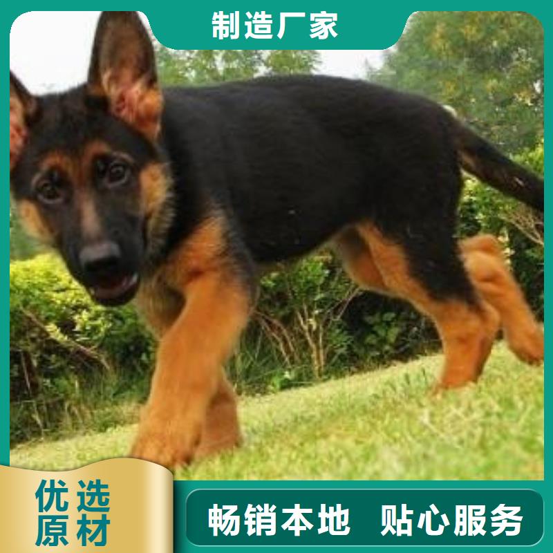 德国牧羊犬-杜高犬一周内发货