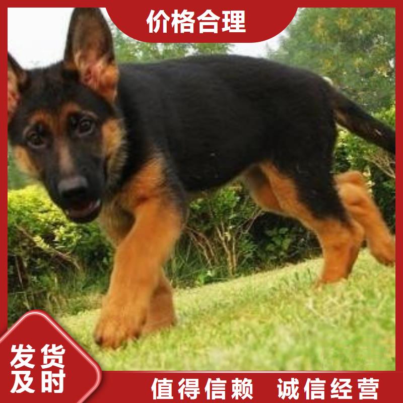 德国牧羊犬黑狼物流配货上门