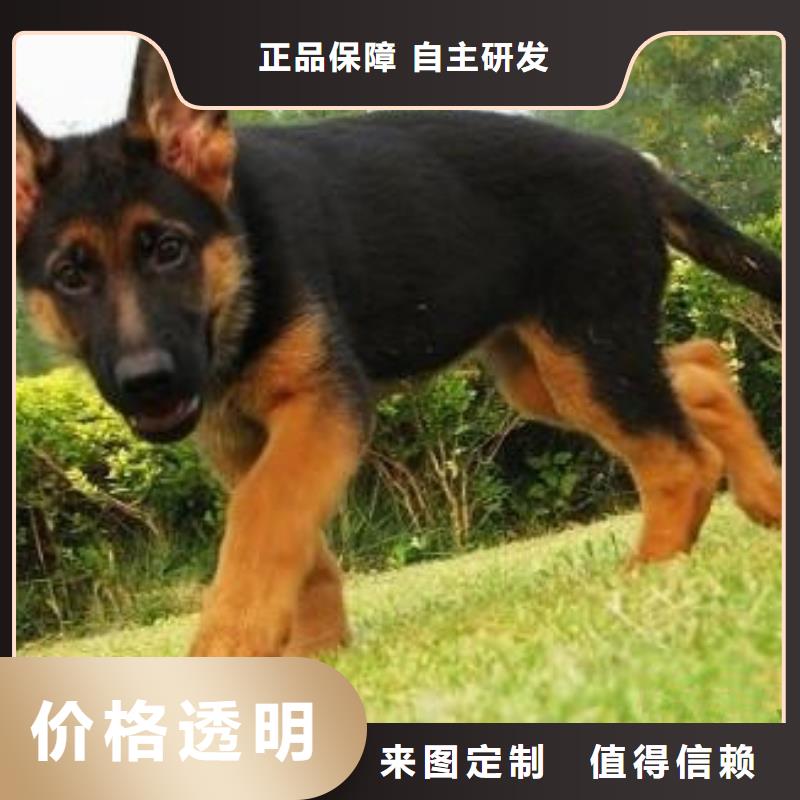 德国牧羊犬_【德牧犬】批发价格