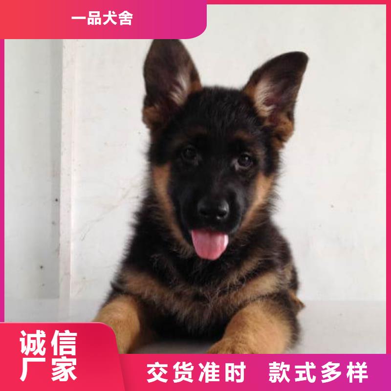 德国牧羊犬,德牧犬厂家直销售后完善