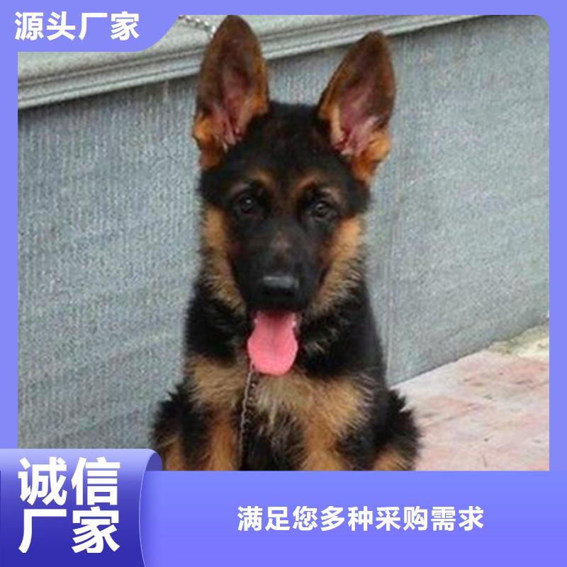 德国牧羊犬马犬品类齐全