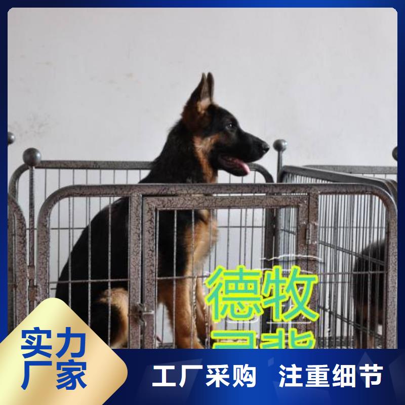 德国牧羊犬马犬超产品在细节