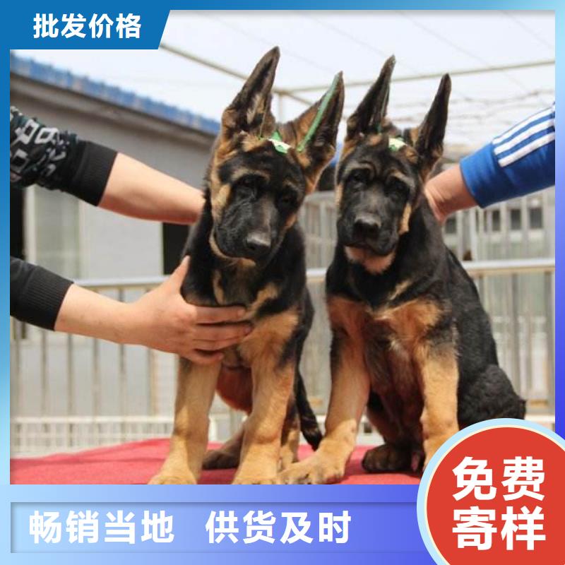 德国牧羊犬马犬品类齐全