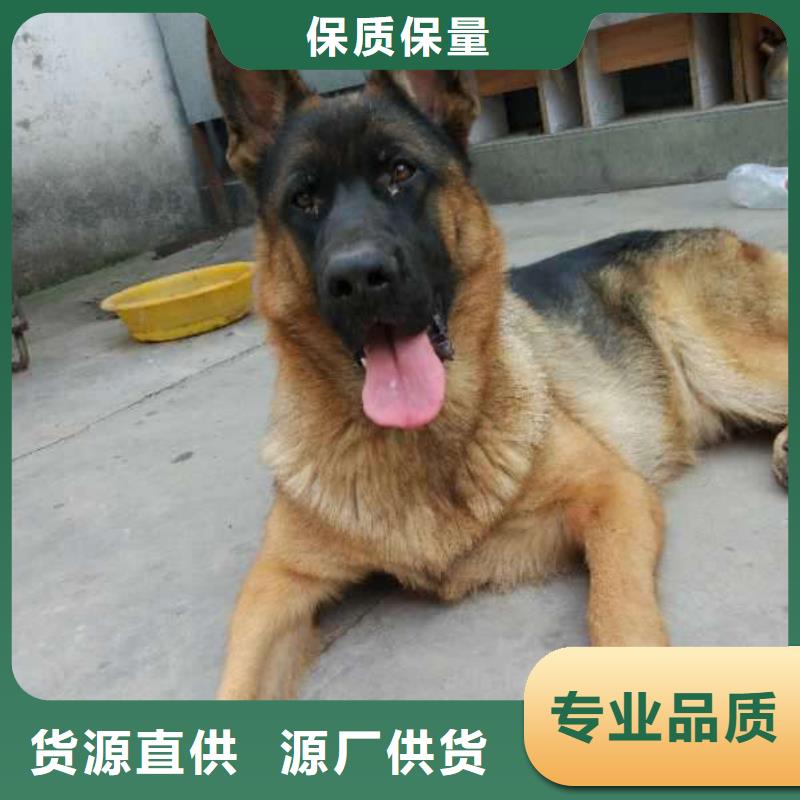 德国牧羊犬-杜高犬一周内发货