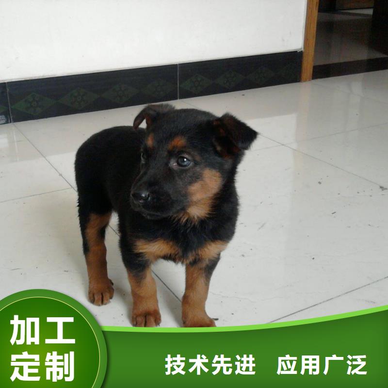 德国牧羊犬-德牧犬实力优品