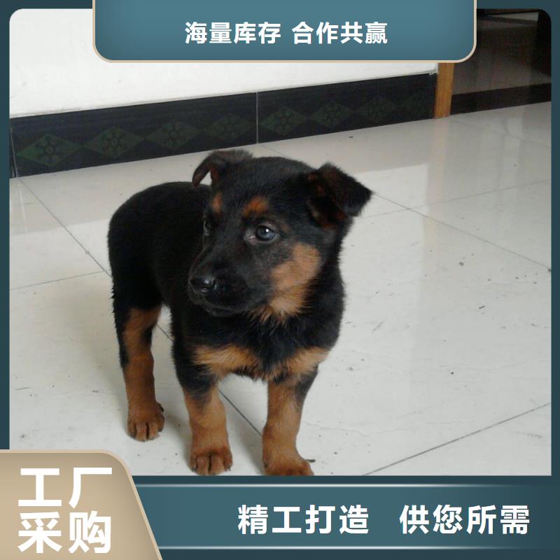 【德国牧羊犬】卡斯罗犬规格齐全