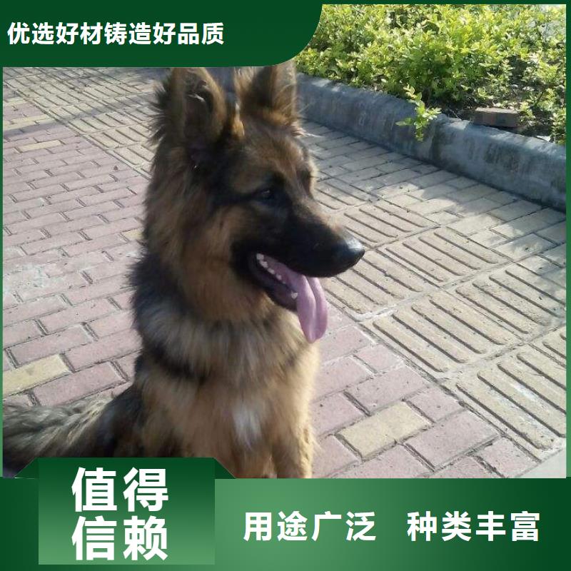 德国牧羊犬_【德牧犬】批发价格