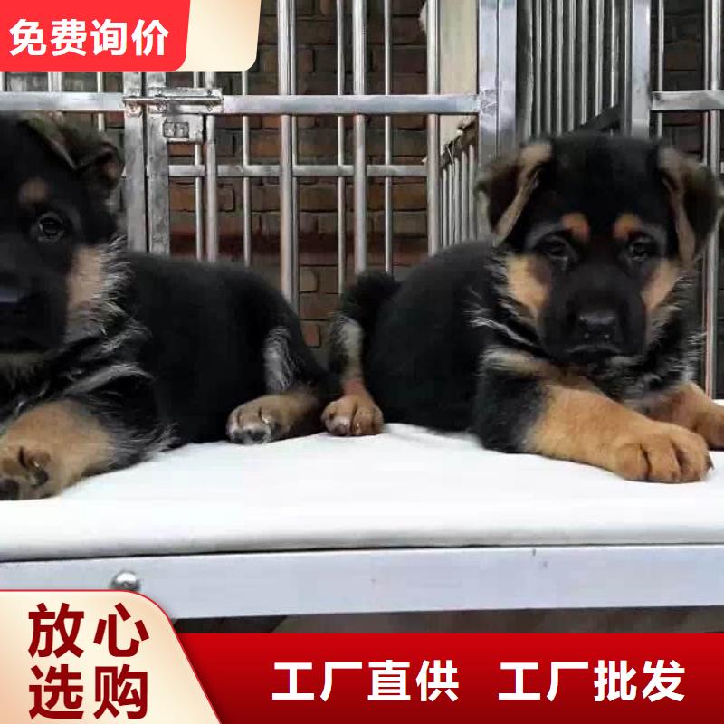 德国牧羊犬高加索犬种类丰富